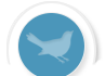 blue bird