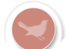 pink bird